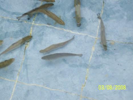 Rizedeyiz Köfte Partisinde